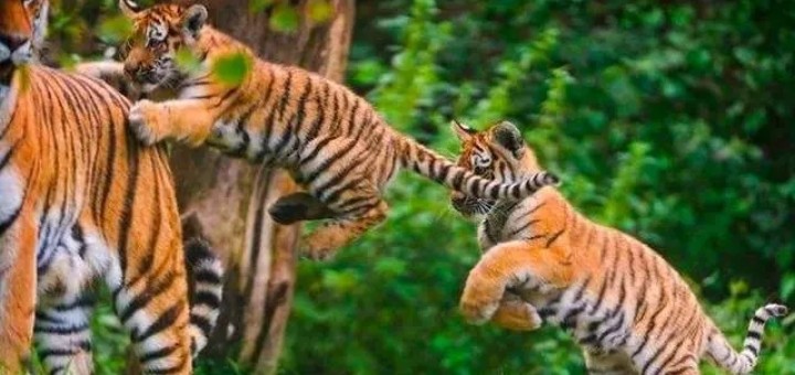 ��������ȡ��Ԣ����𣿻��������к������Ƽ�