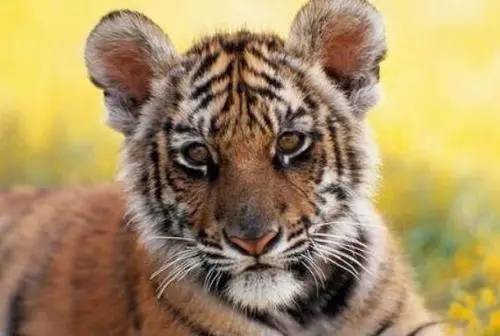 ��������ֵ��к����ִ�ȫ