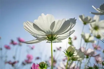 �������ȡ��Ԣ�⼰���壬�������ȡ��Ů�����ִ�ȫ