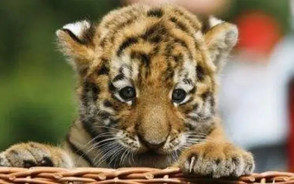 2022���������к���������