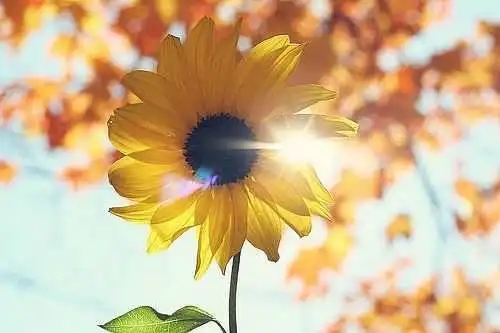 u=2713222681,2856871170&fm=253&fmt=auto&app=138&f=JPEG.webp.jpg