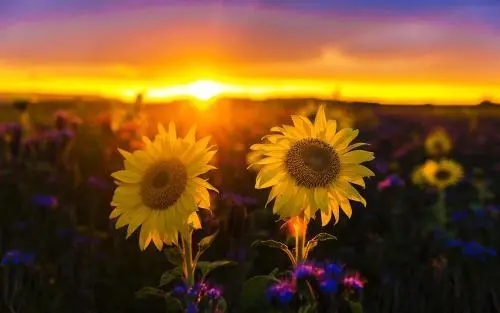 u=3326058000,3731458995&fm=253&fmt=auto&app=138&f=JPEG.webp.jpg
