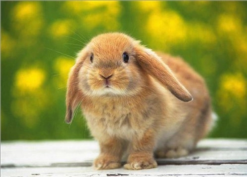 ����ʲ��ʺ��ñ���ȡ�����ñ������ȡ����Ԣ����ʲô