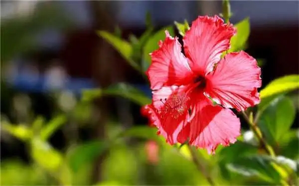 ά�ֵ���˼�ͺ���������ʲôȡ����Ԣ�⣬�к���ά������