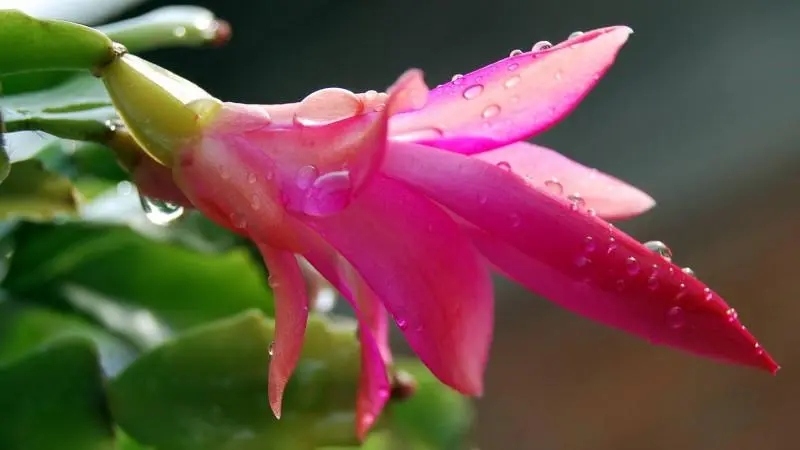 ����������ʲôȡ����Ԣ��Ů��ȡ�����ɣ�����Ů������������