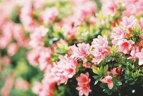 ���һ�����ò�����Ϊʲô����ֲ���ȡ����ԭ��ȡ������