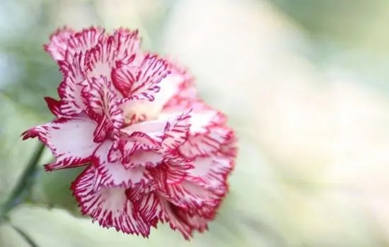 ƽ��������ɶȡ��Ԣ���������ʲô�ִ������,ƽ��Ԣ��õ�����