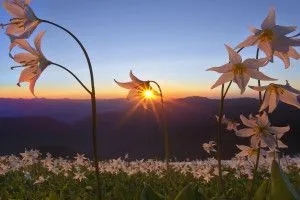 u=581677828,1514568463&fm=253&fmt=auto&app=138&f=JPEG.webp.jpg